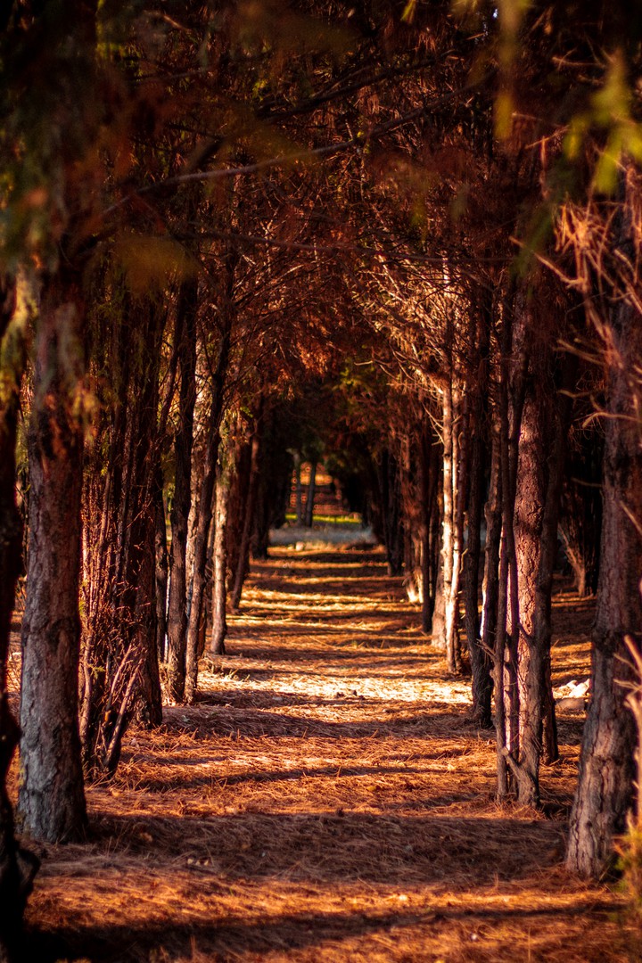 forest