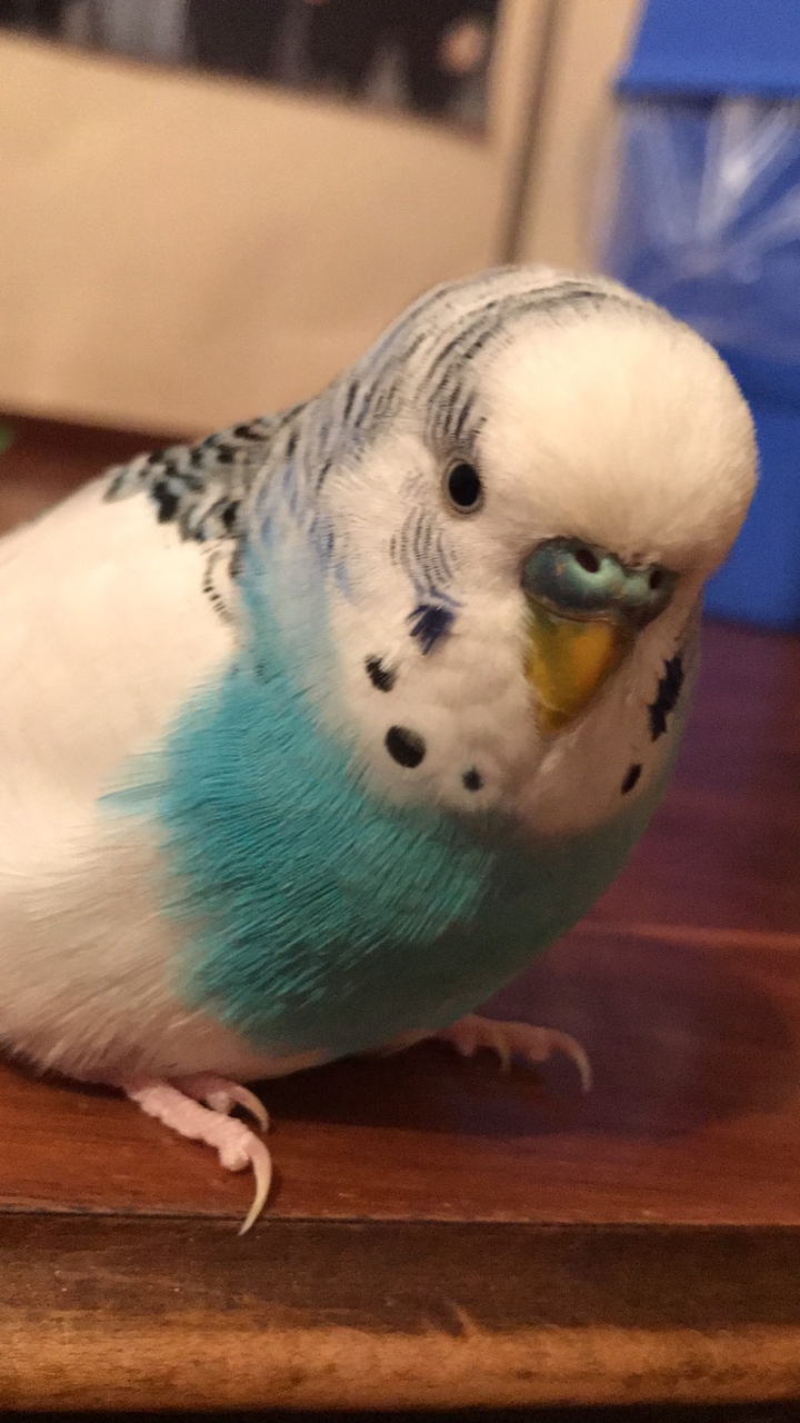bird
