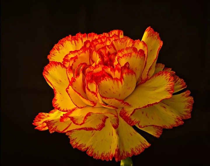 Carnation