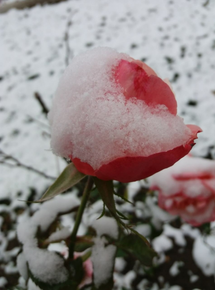 winter