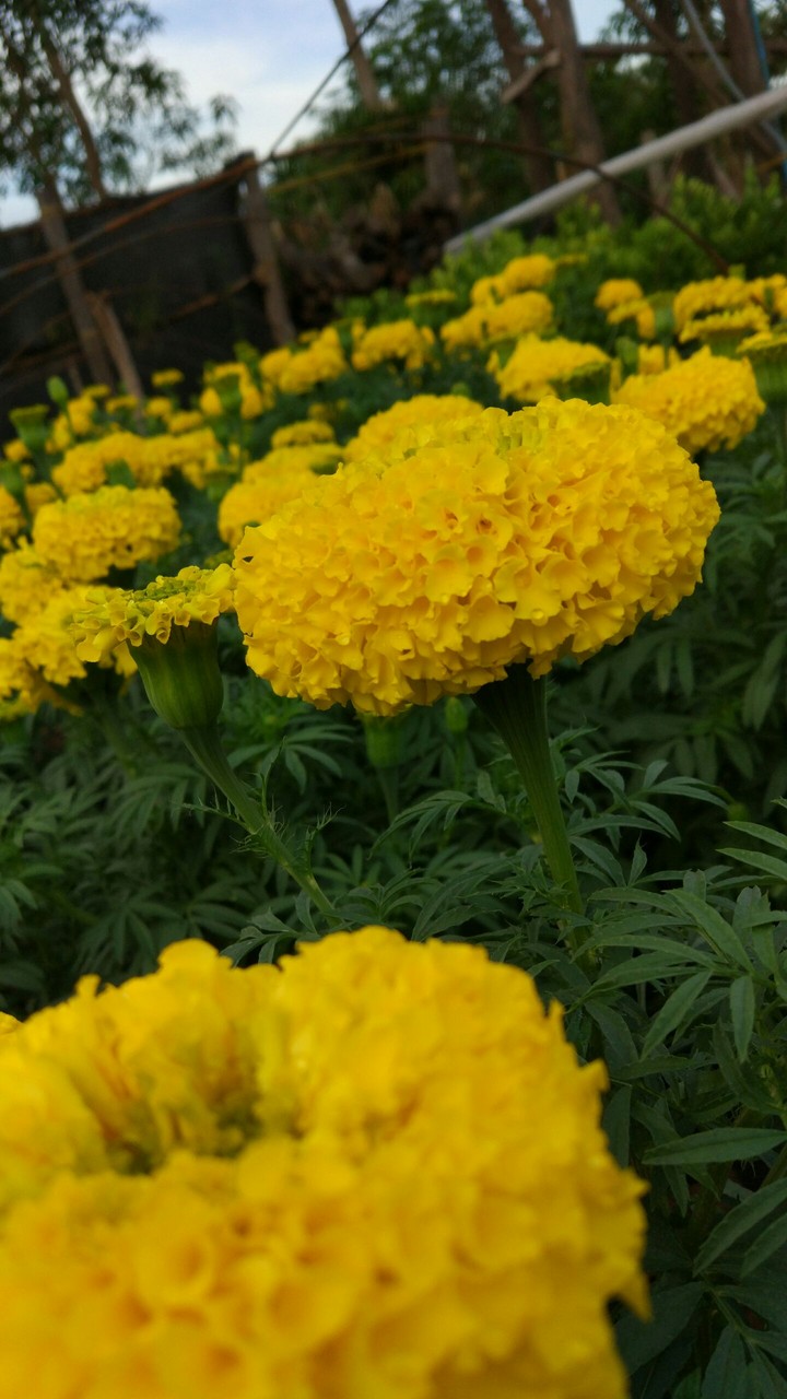 Marigold Oriental