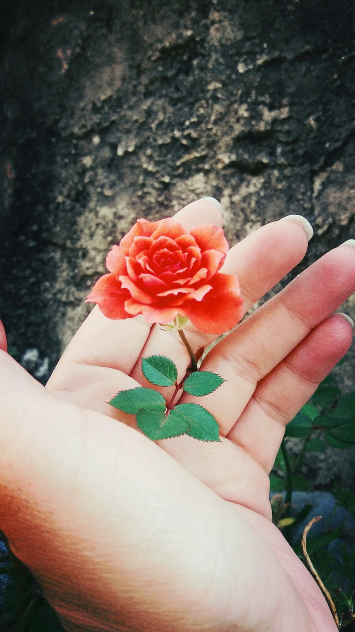 rose