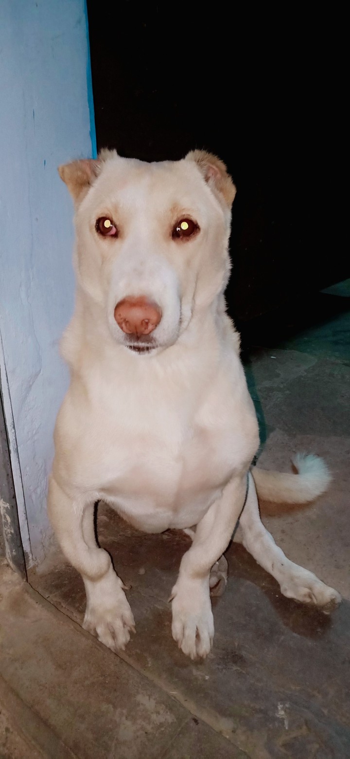 #Cute #dog