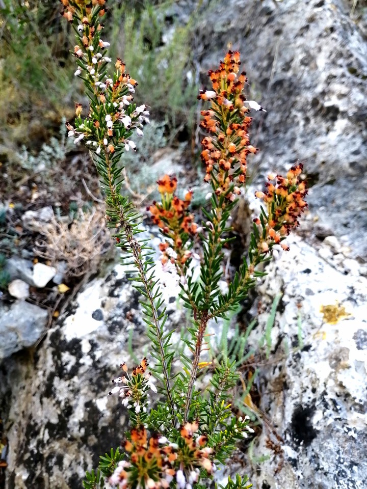 Bloom in fall