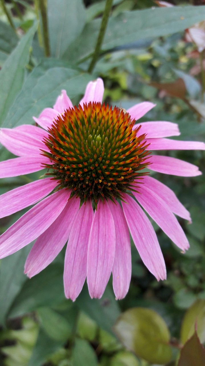 Echinacea
