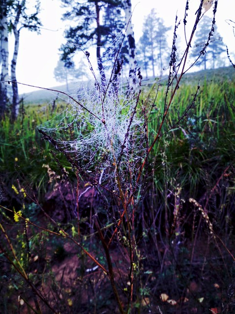 web