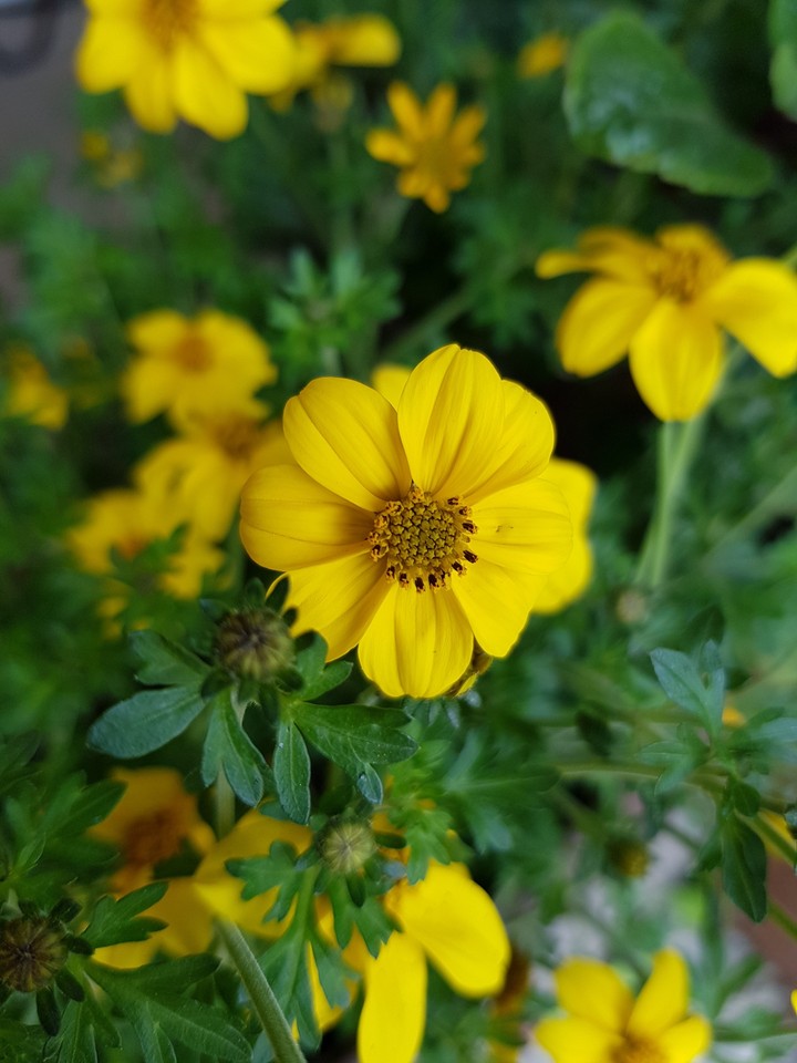 Yellow dream