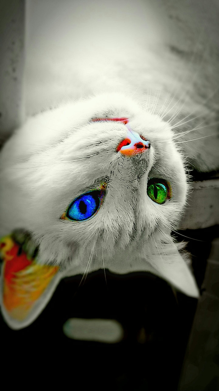 Os olhos