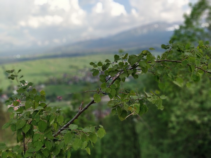 focused tree