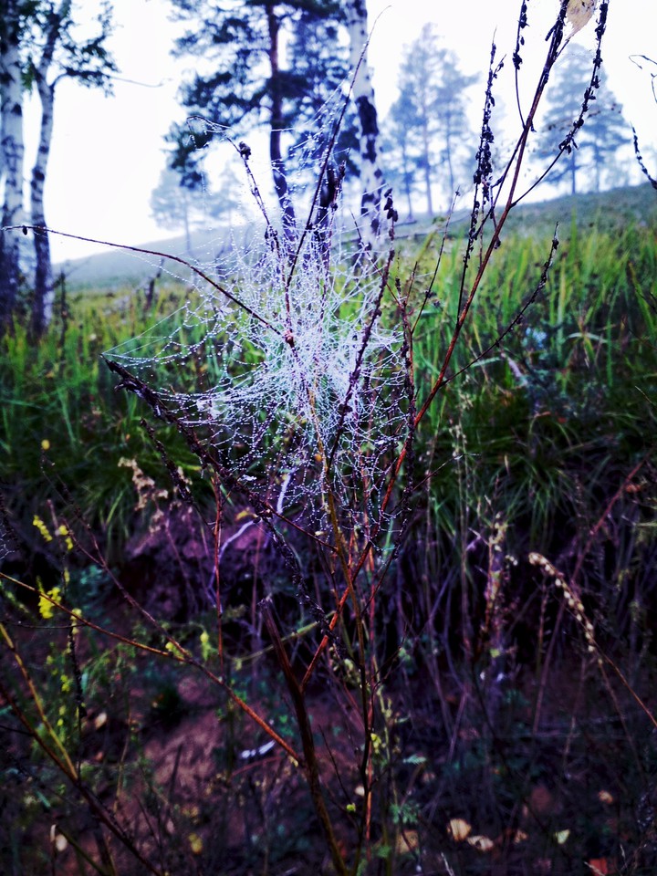 web