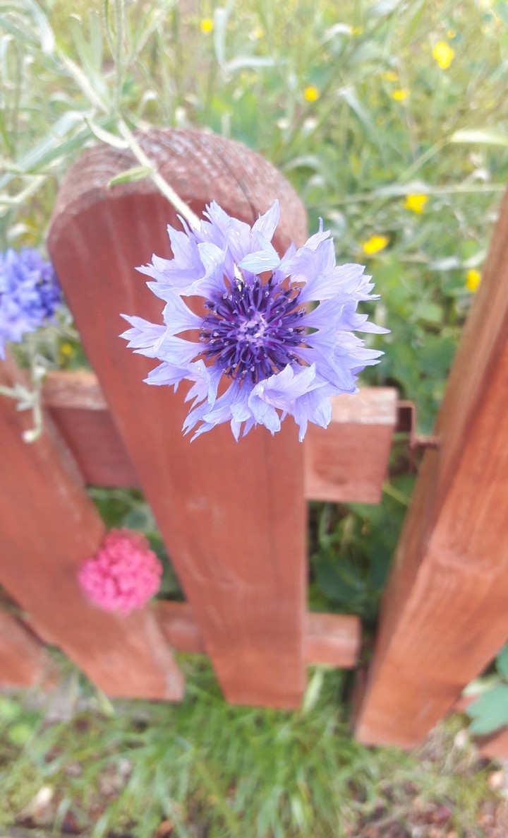 Blumen