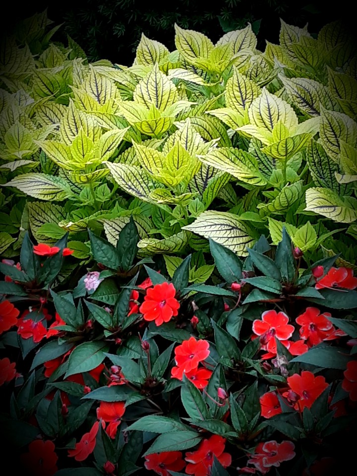 Windy City flowerbed