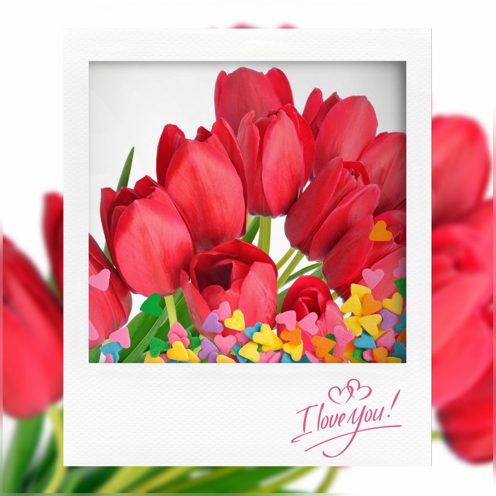 Tulip love