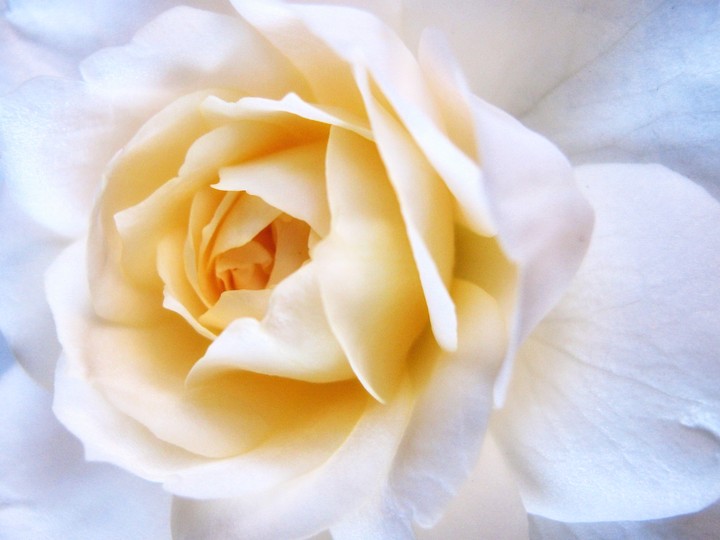 beautiful white rose