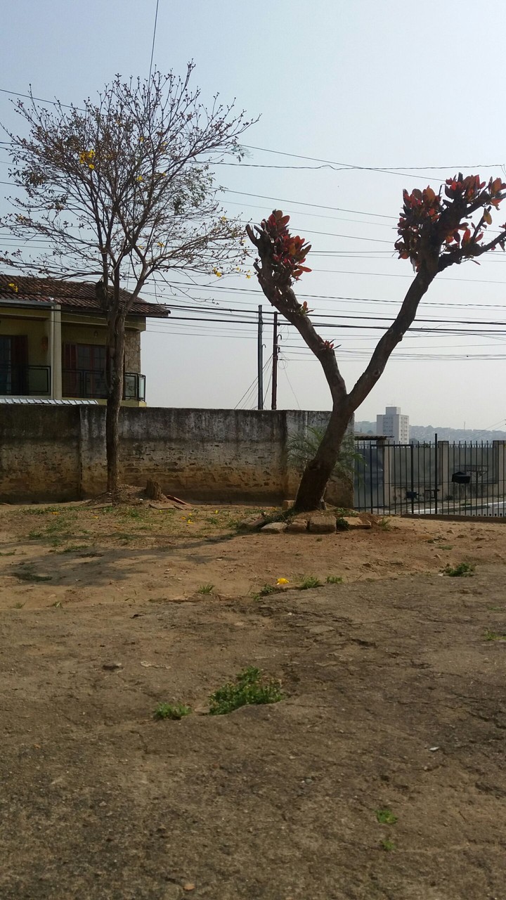 Natureza urbana
