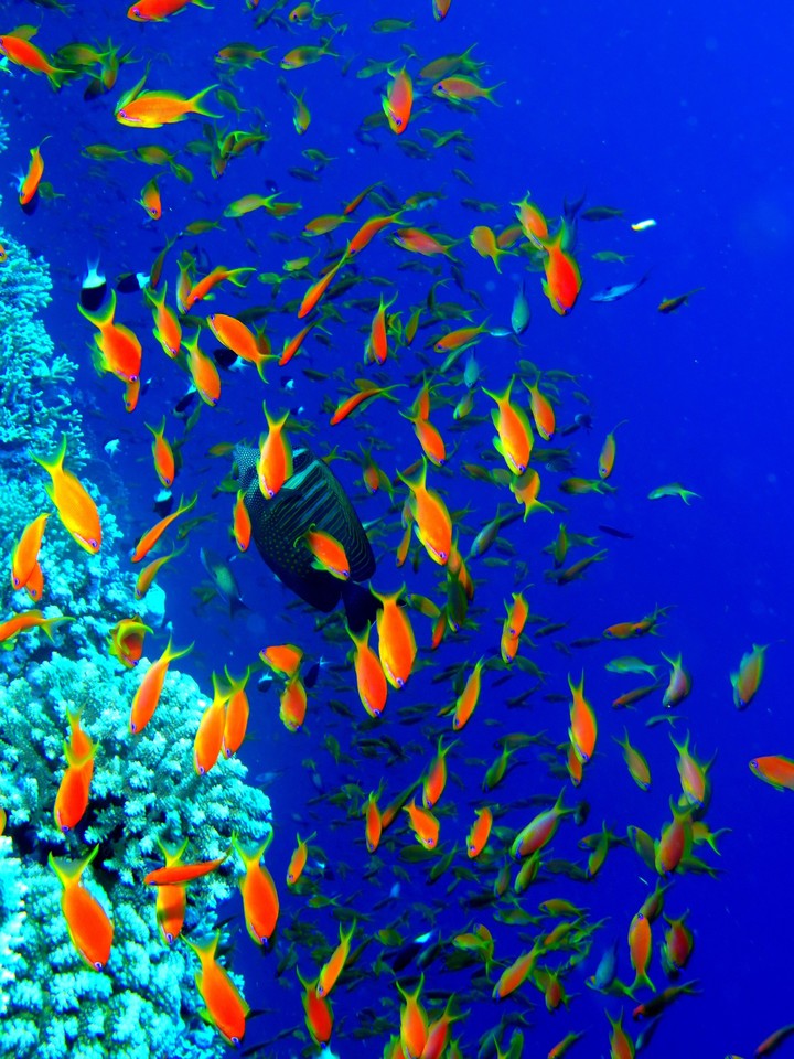 fish flash