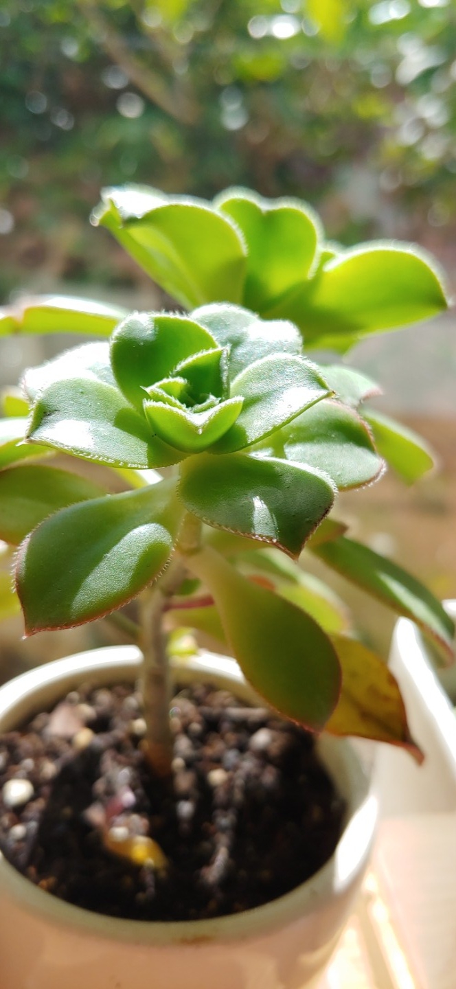 succulent