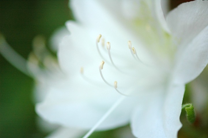 하얀 꽃