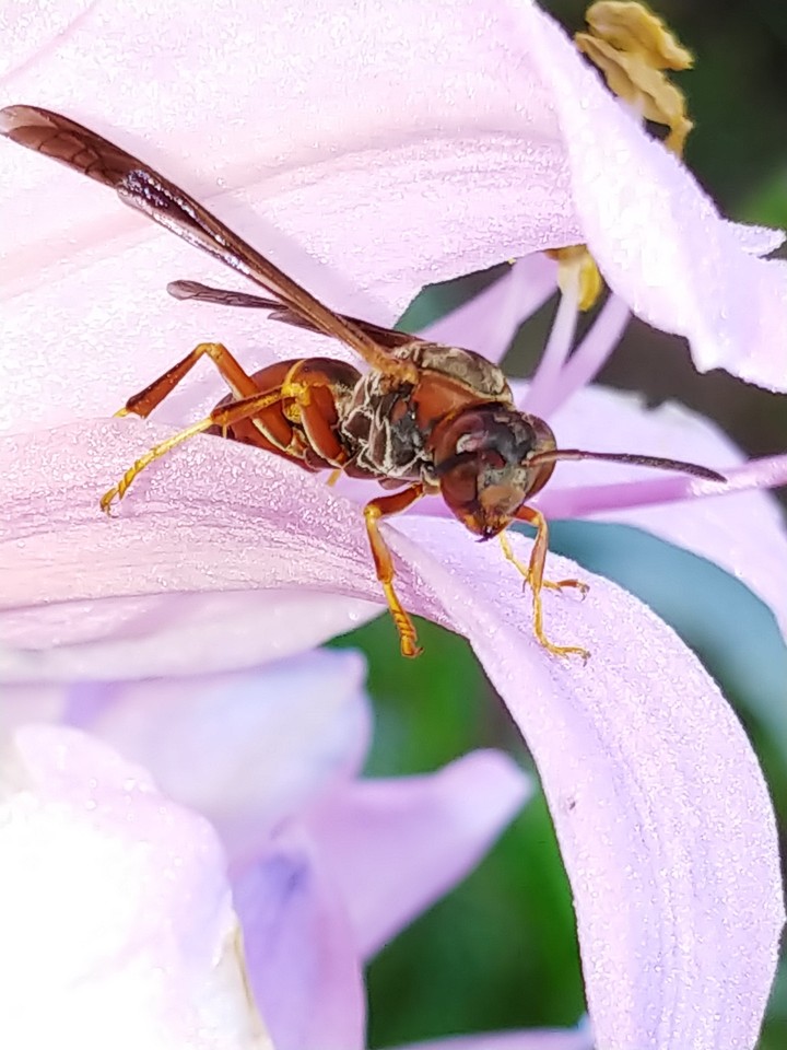Surprise Lilly visitor
