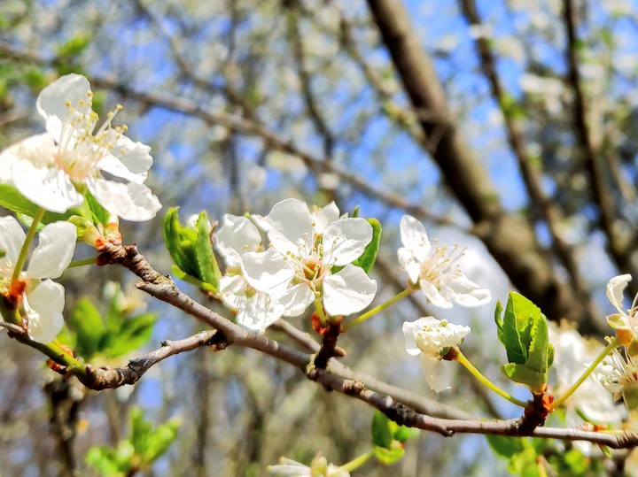 Spring is here again