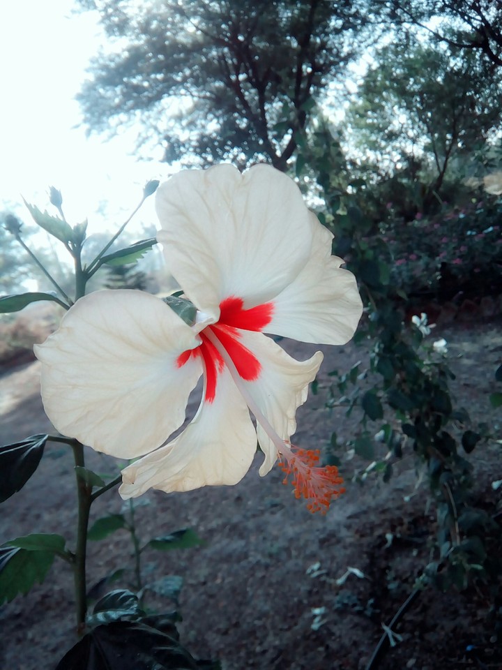 my flower