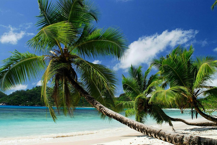 Palms