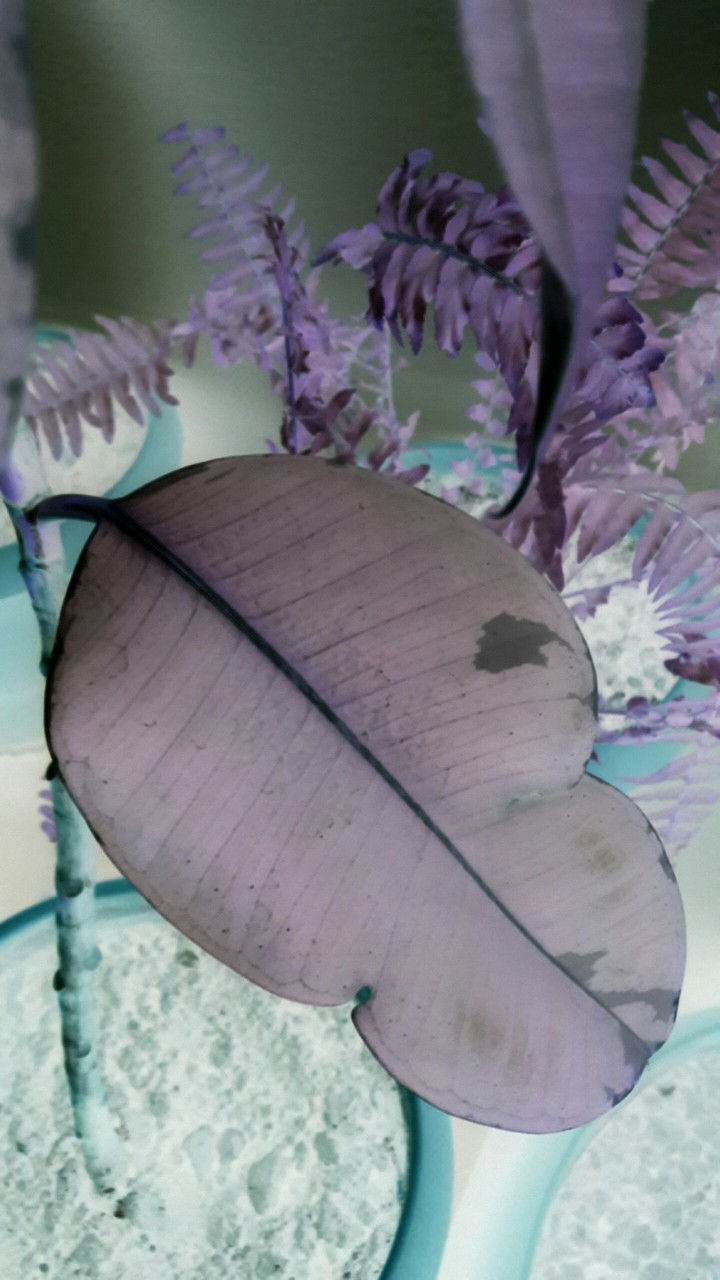 ~Ficus~