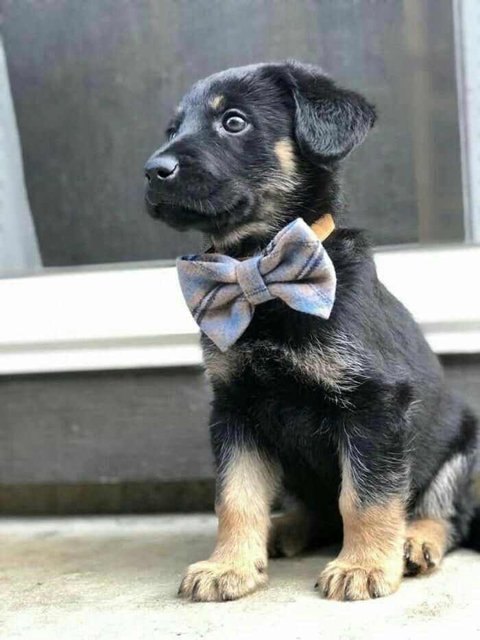 adorable