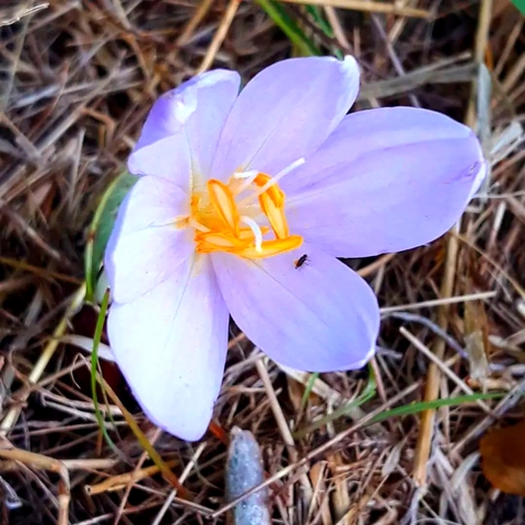 petal, flower Hintergrundbilder