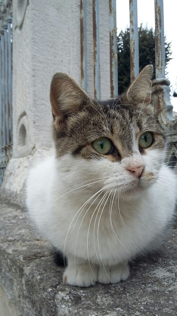 Carefuly Cat:))