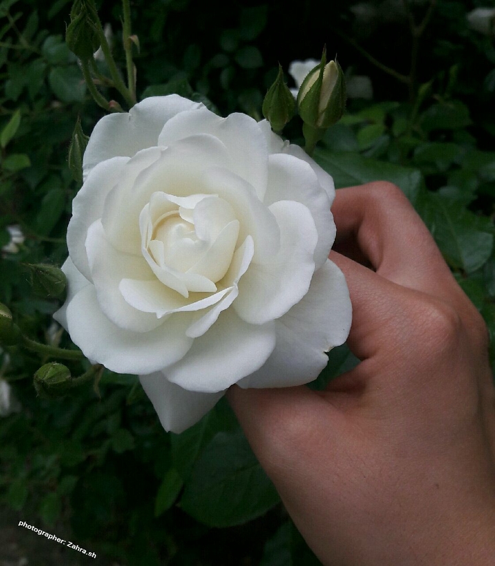 flower