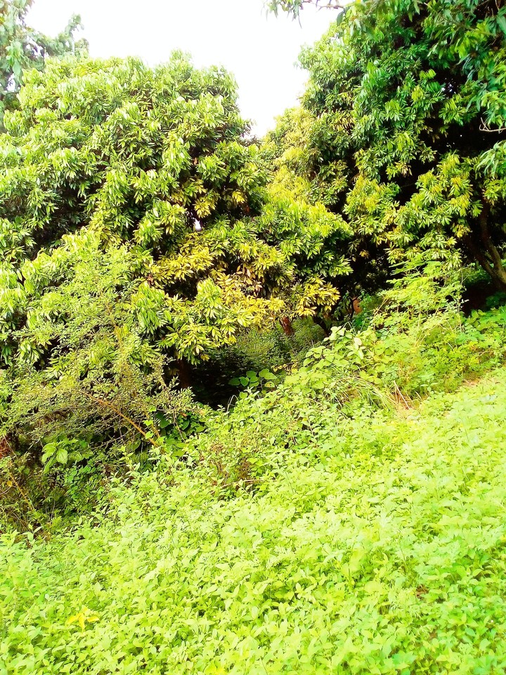 tree color full picture