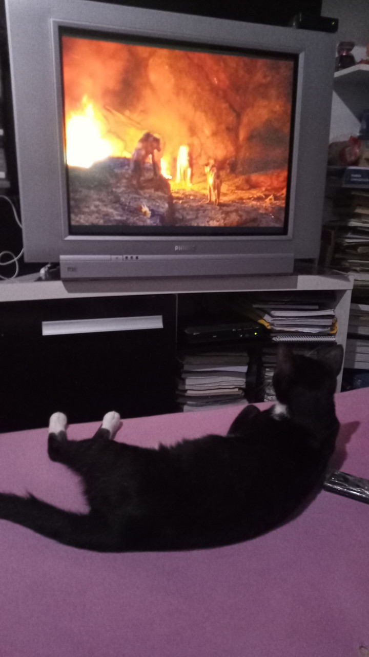 gato