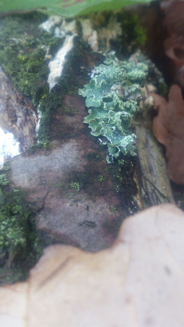 moss