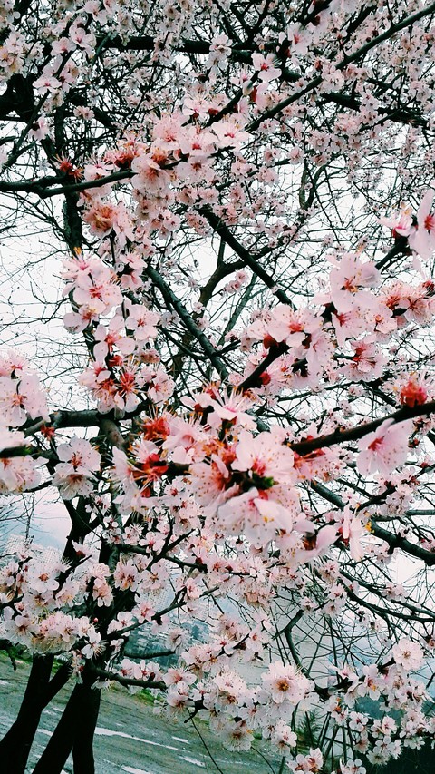 Sakura