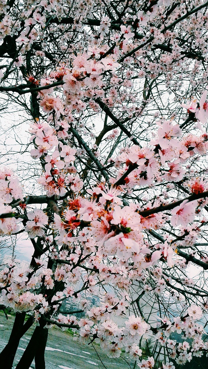 Sakura