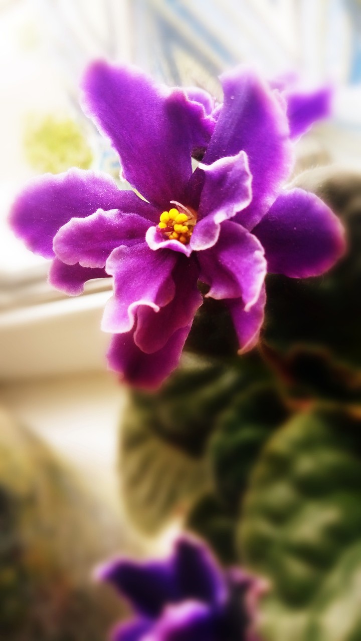 Flower