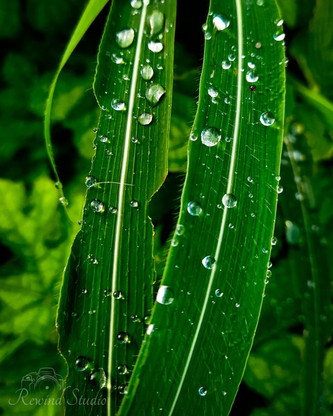 Rain Drops