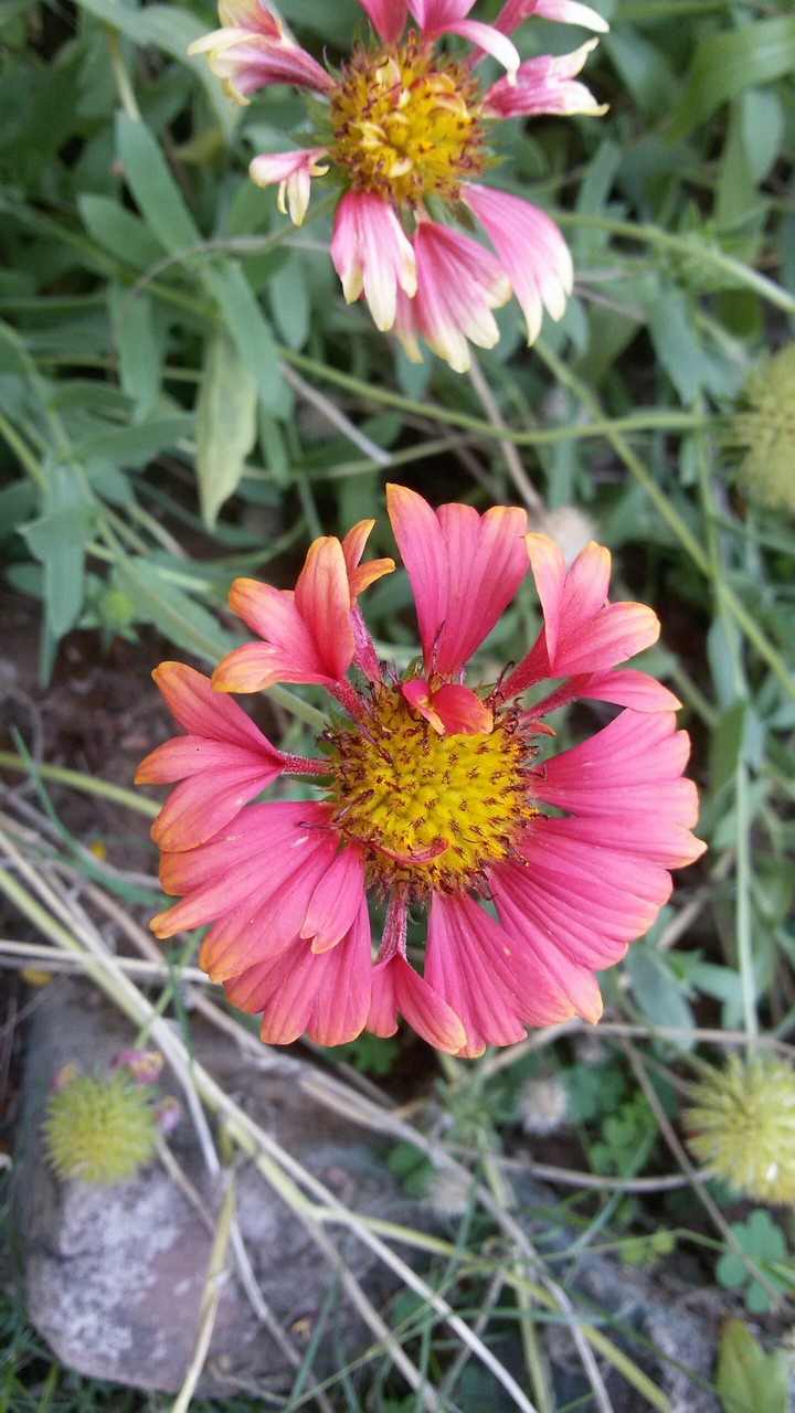flowers