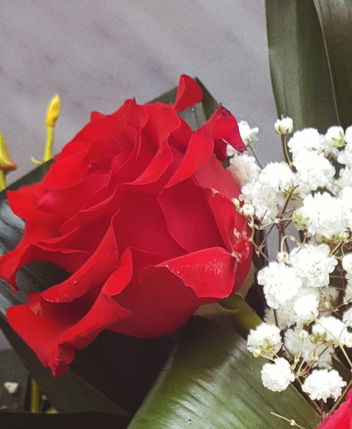 rosa