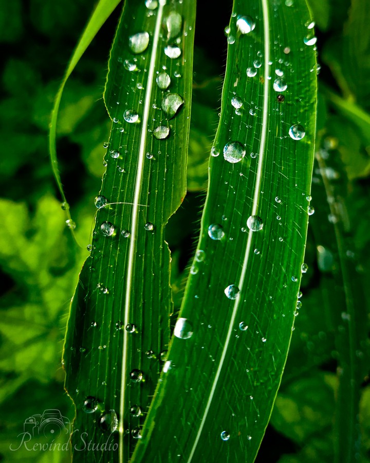 Rain Drops