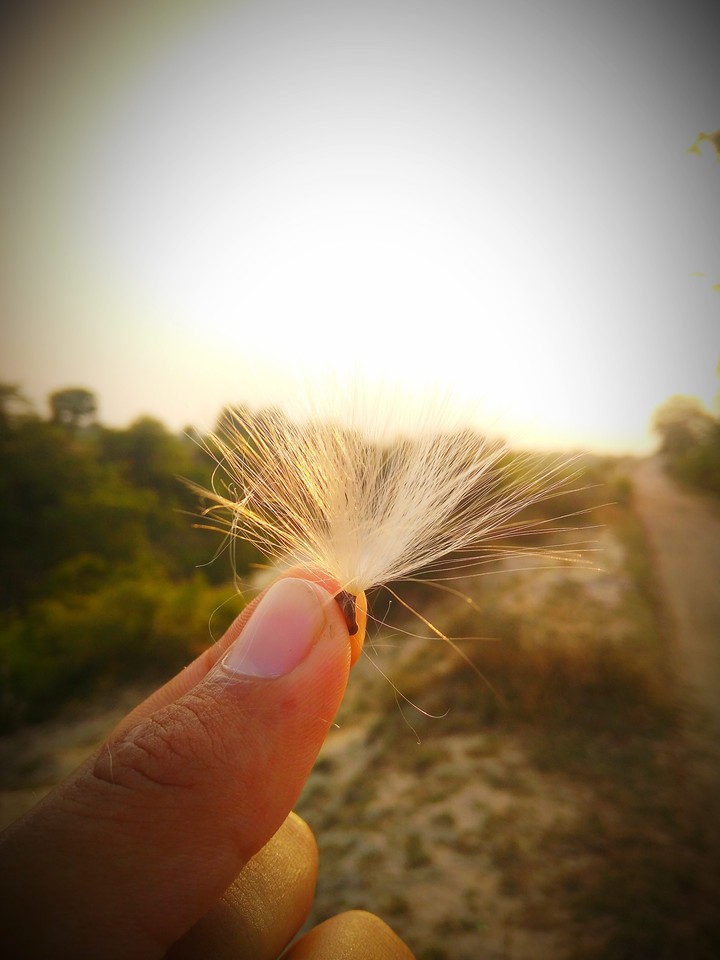 wing of bird