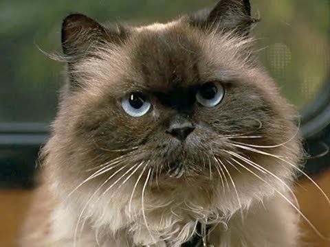 Himalayan cat