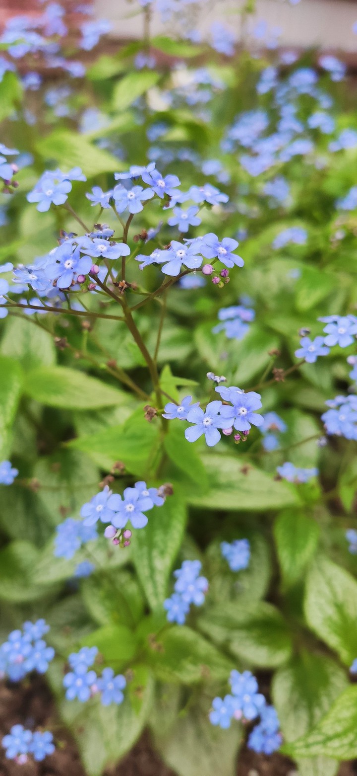 blue.