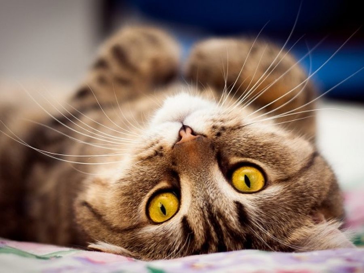 猫