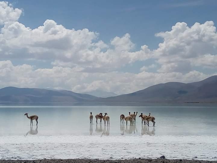 Salar del Hombre muerto