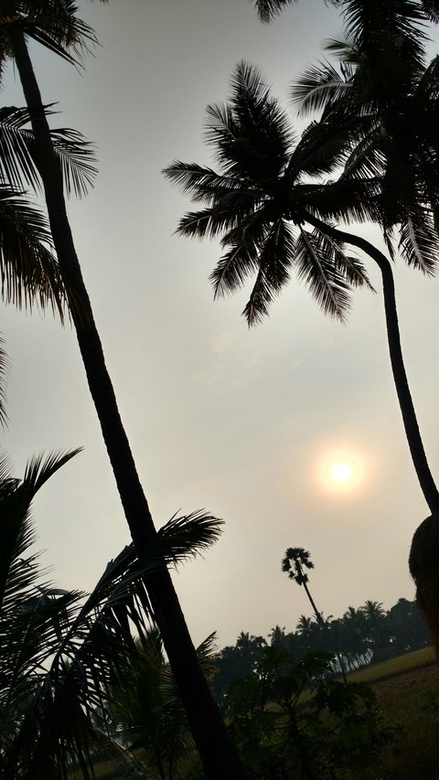 NATURE