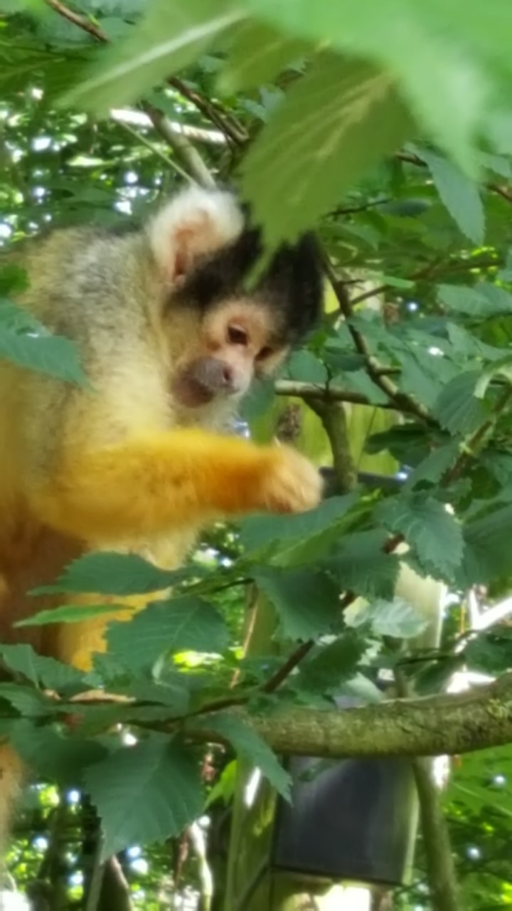 monkeu