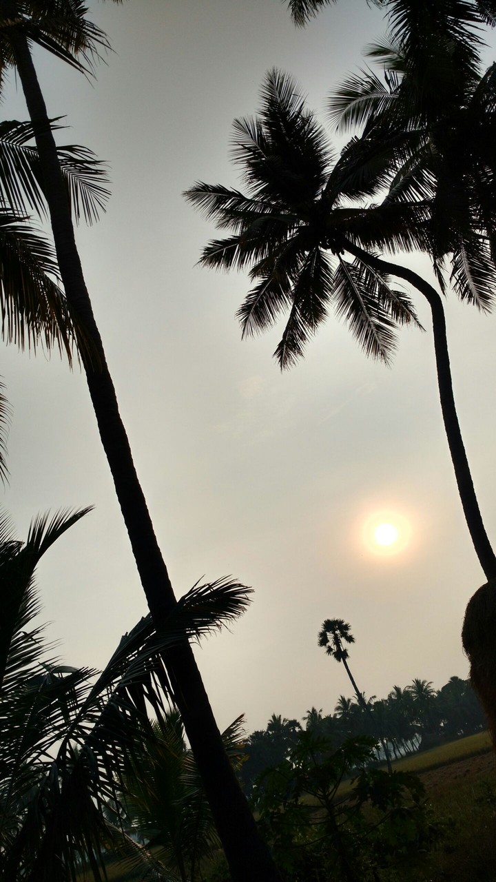NATURE