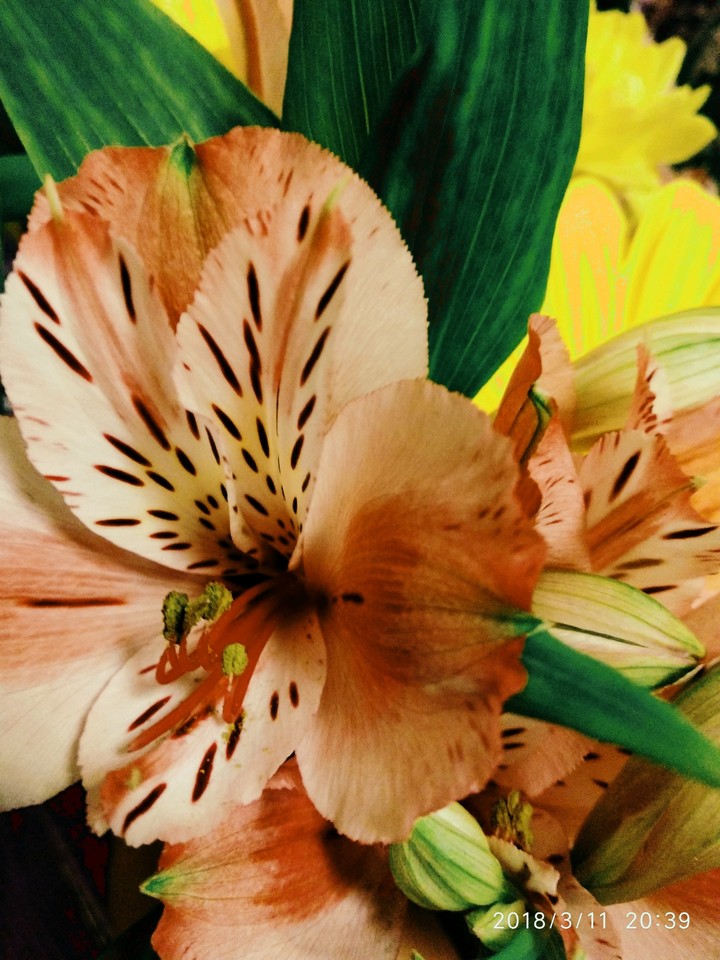 flower